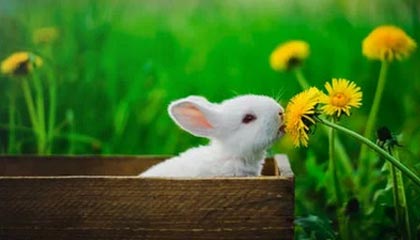 APP下载-AG入侵野区，大帅苏烈控制拉满，小轩阵亡